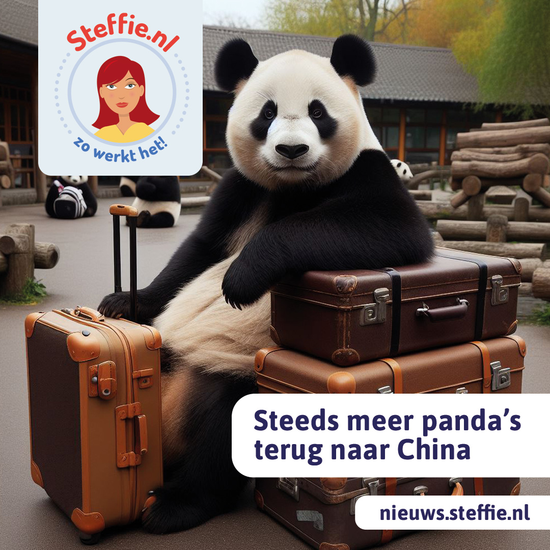 Panda's op reis