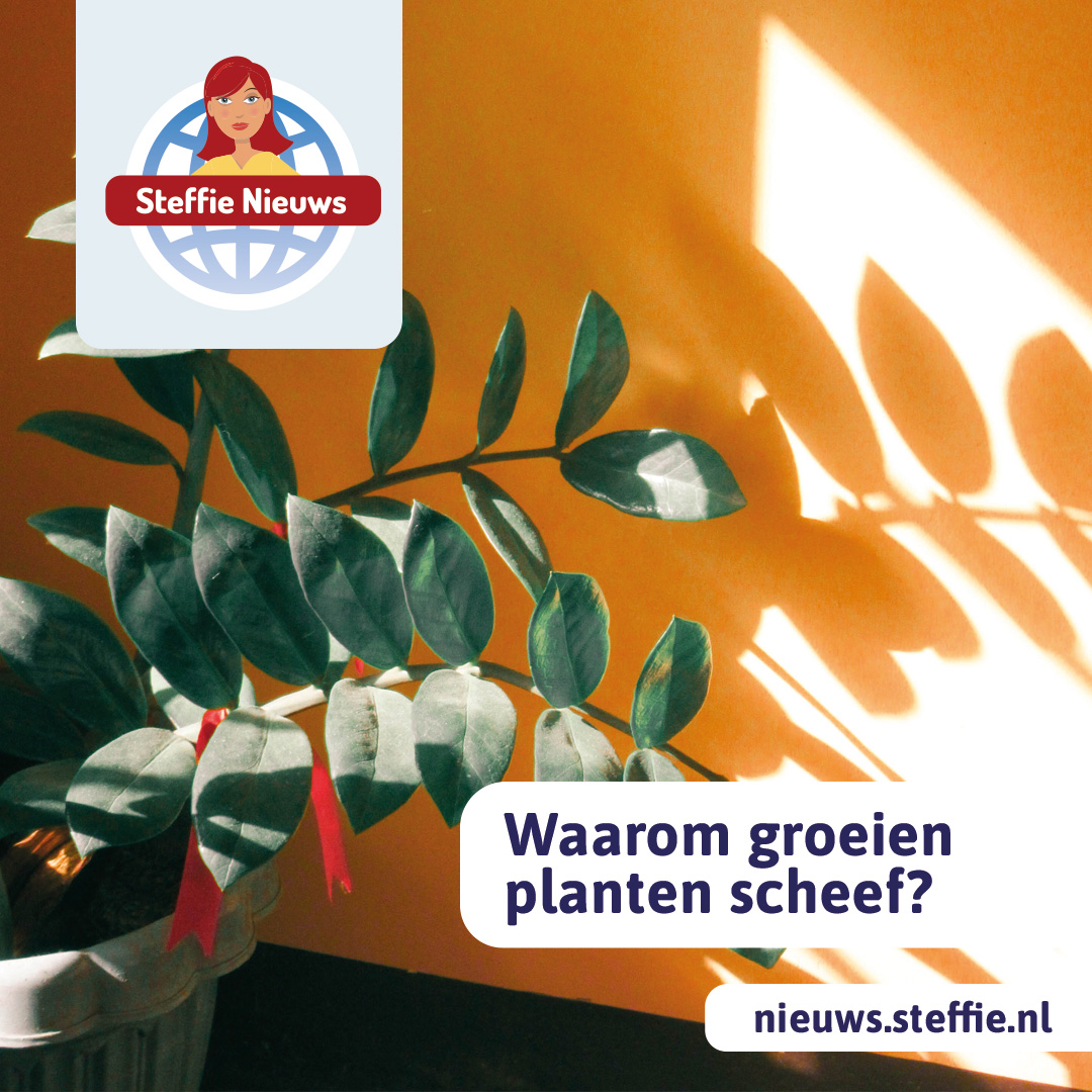Planten die scheef groeien