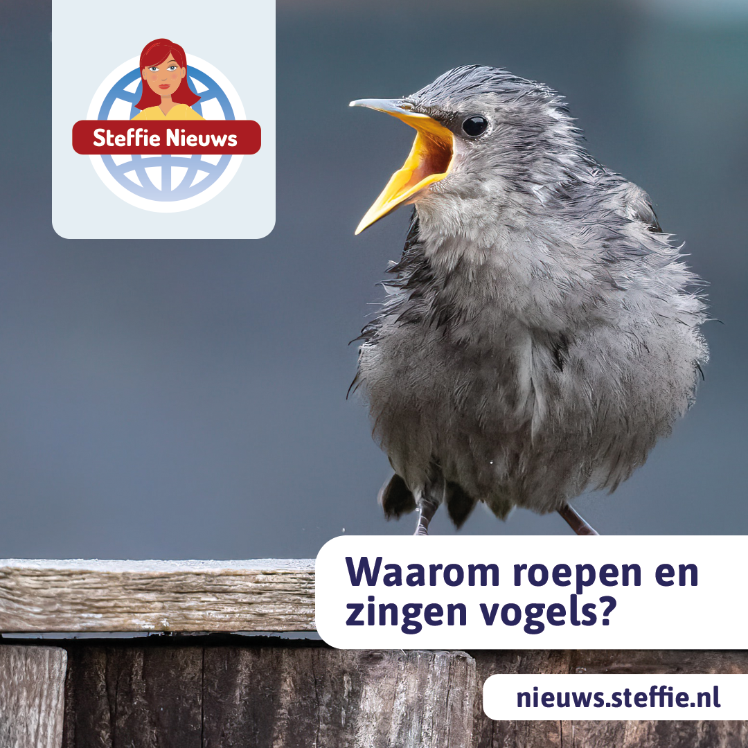 Waarom zingen vogels?