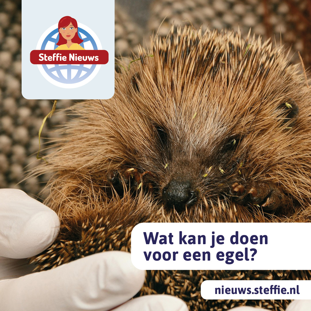 Wat doe je met egels?