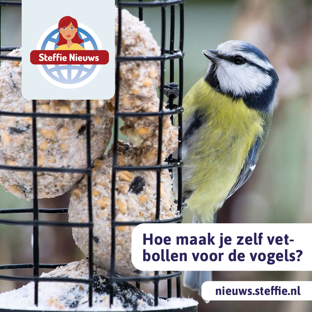 Vogels kijken